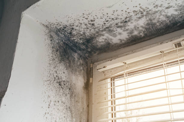 Affordable Basement Mold Removal solutions in Bunnlevel, NC